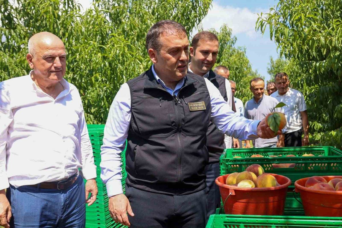 Bilecik’te Şeftali ve Nektarin Hasadı Başladı