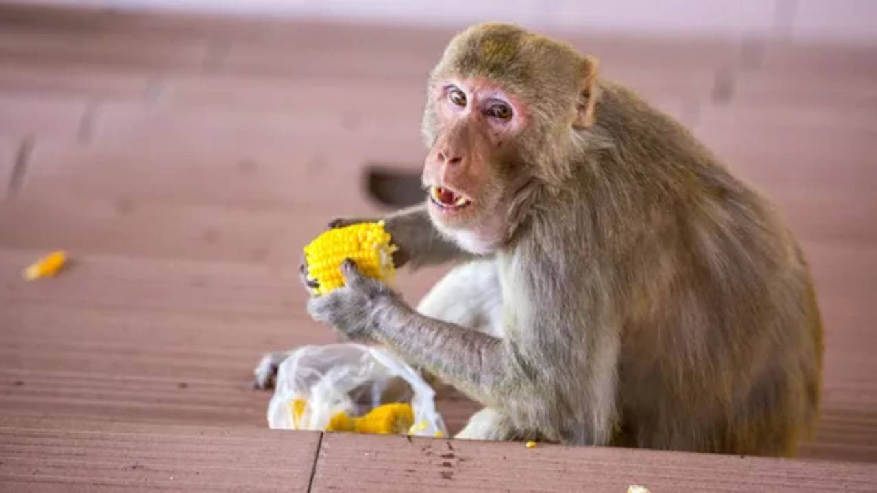 Tribünde maymun paniği sonrası harekete geçtiler! Görevliler langur taklidi yapacak